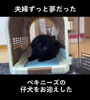 ペキニーズの子犬をお迎え