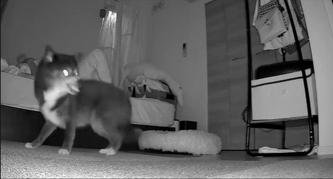 寝返りを打った時のミーシャちゃんの反応5