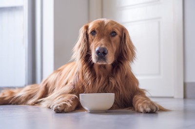 犬の小さな食器