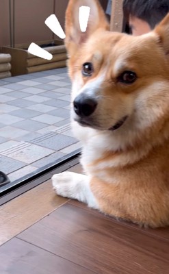 驚く犬