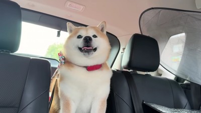 ペットホテルからお迎え