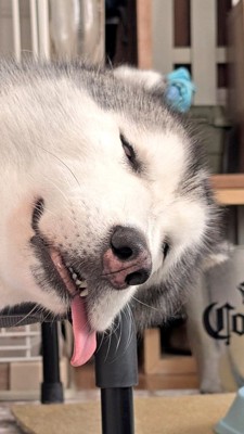 白目の犬
