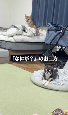 平気な2匹