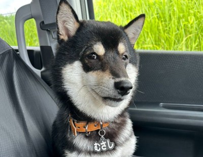柴犬