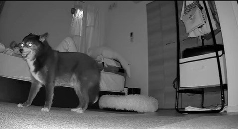 寝返りを打った時のミーシャちゃんの反応6