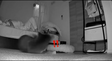 寝返りを打った時のミーシャちゃんの反応3