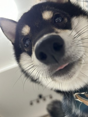 麻呂眉