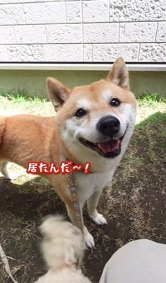 笑顔の豆柴