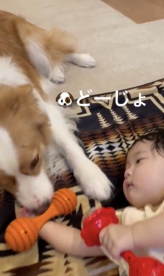 早く一緒に遊びたいね