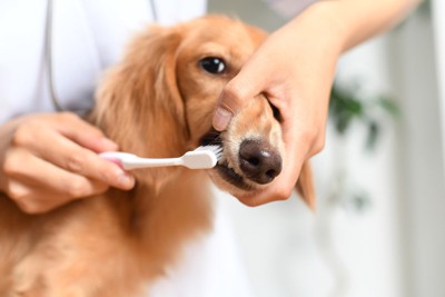 歯ブラシで歯を磨く犬