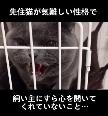 子犬を受け入れられる…?