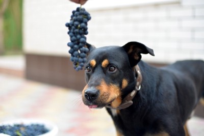 ブドウを見つめる犬