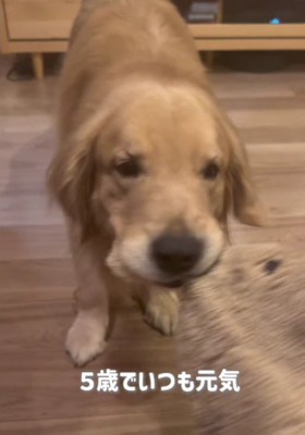 とっても元気な5歳の男の子