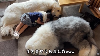 前足を乗せてる!