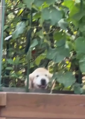 笑顔の大型犬
