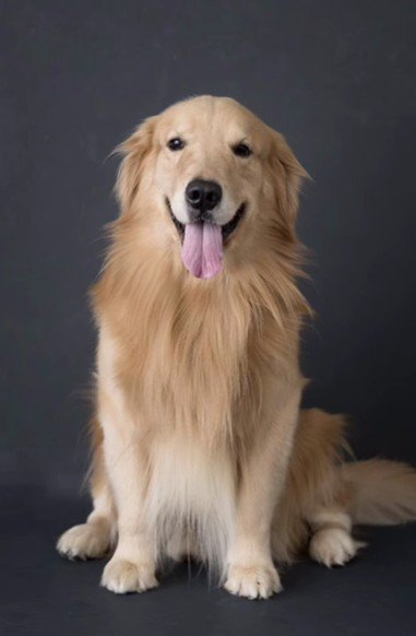 ゴールデンレトリバー『レオン』くん