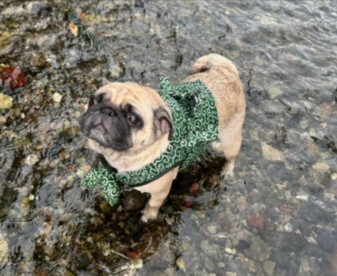 飼い主さんを見上げる