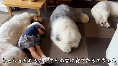 みんなでお昼寝中