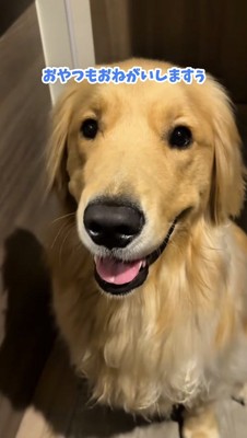 笑顔でカメラを見つめる犬