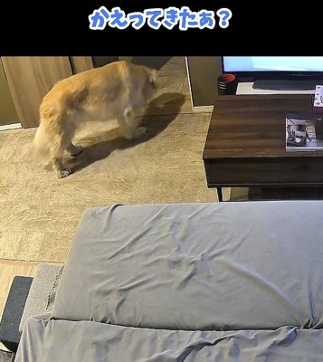 玄関から物音がして見に行く犬