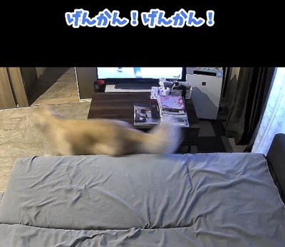急いで玄関に向かおうとする犬