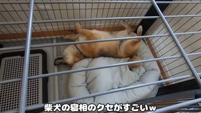 新しいベッドを買ってもらったおにぎりくん⑩