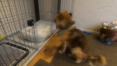 新しいベッドを買ってもらったおにぎりくん3