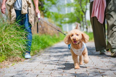嬉しそうに歩道を歩く犬