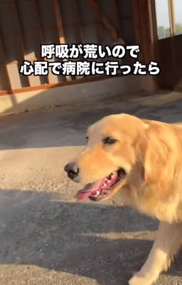 呼吸が荒いちあちゃん2