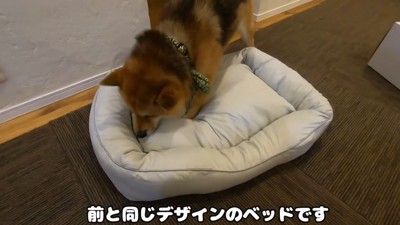 新しいベッドを買ってもらったおにぎりくん