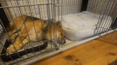 新しいベッドを買ってもらったおにぎりくん4