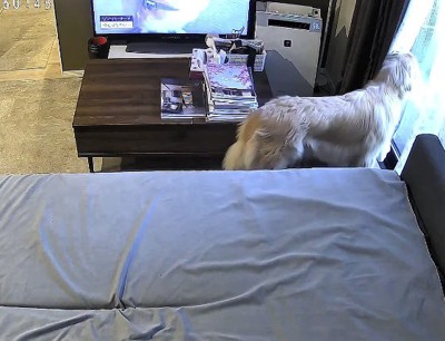 窓から飼い主を見つめる犬