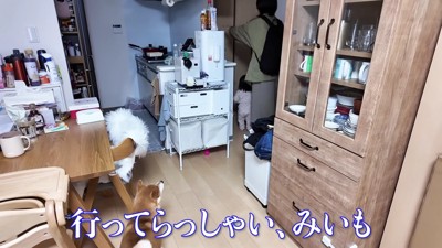 寂しそうなきなこちゃん