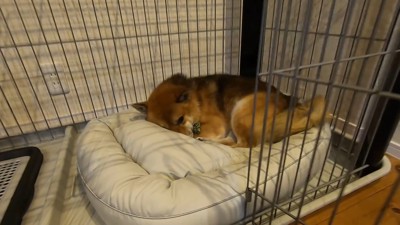 新しいベッドを買ってもらったおにぎりくん9