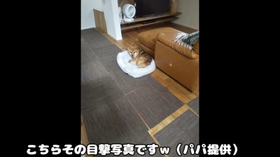 新しいベッドを買ってもらったおにぎりくん6