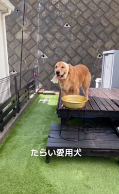 タライとベイリーちゃん