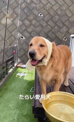 タオルを巻いたベイリーちゃん