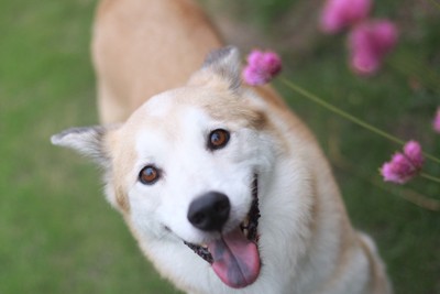 見つめてくる犬