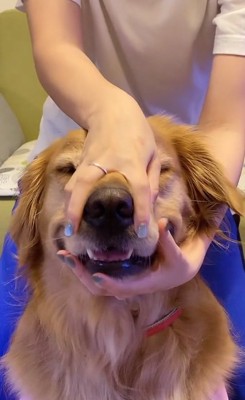 顔を掴まれるベイリーちゃん