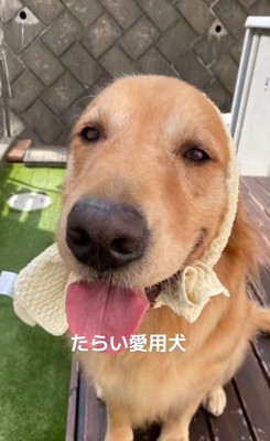 ドアップのベイリーちゃん