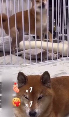 ロックくん＆ボブくんのハプニング7