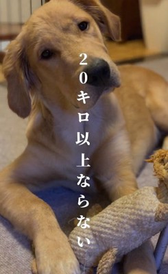 子犬のベイリーちゃん