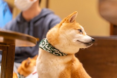 顔を背ける柴犬