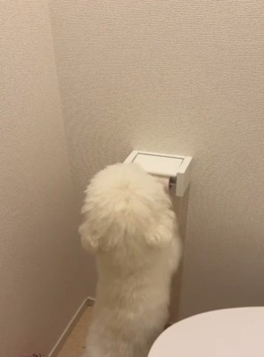 トイレットペーパーホルダーの前で立ち上がっている犬