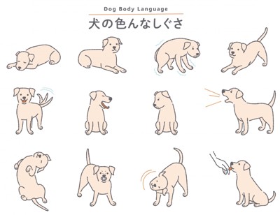 犬の色んなしぐさ、イラスト