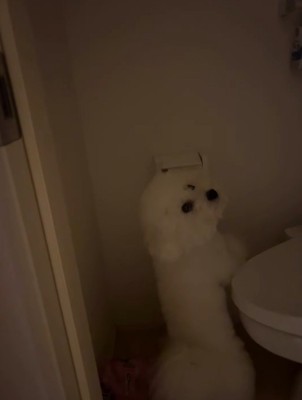 飼い主の方を振り返る犬