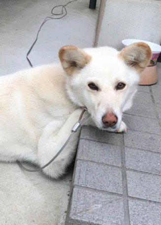 みんなの人気者だったあいちゃん