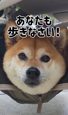 むぎちゃんと女の子2人のお散歩9