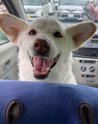 世界一の幸せなわんこ!!