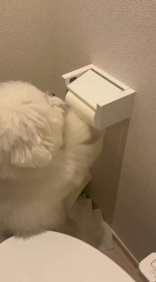 ペーパーホルダーの前に立つ犬